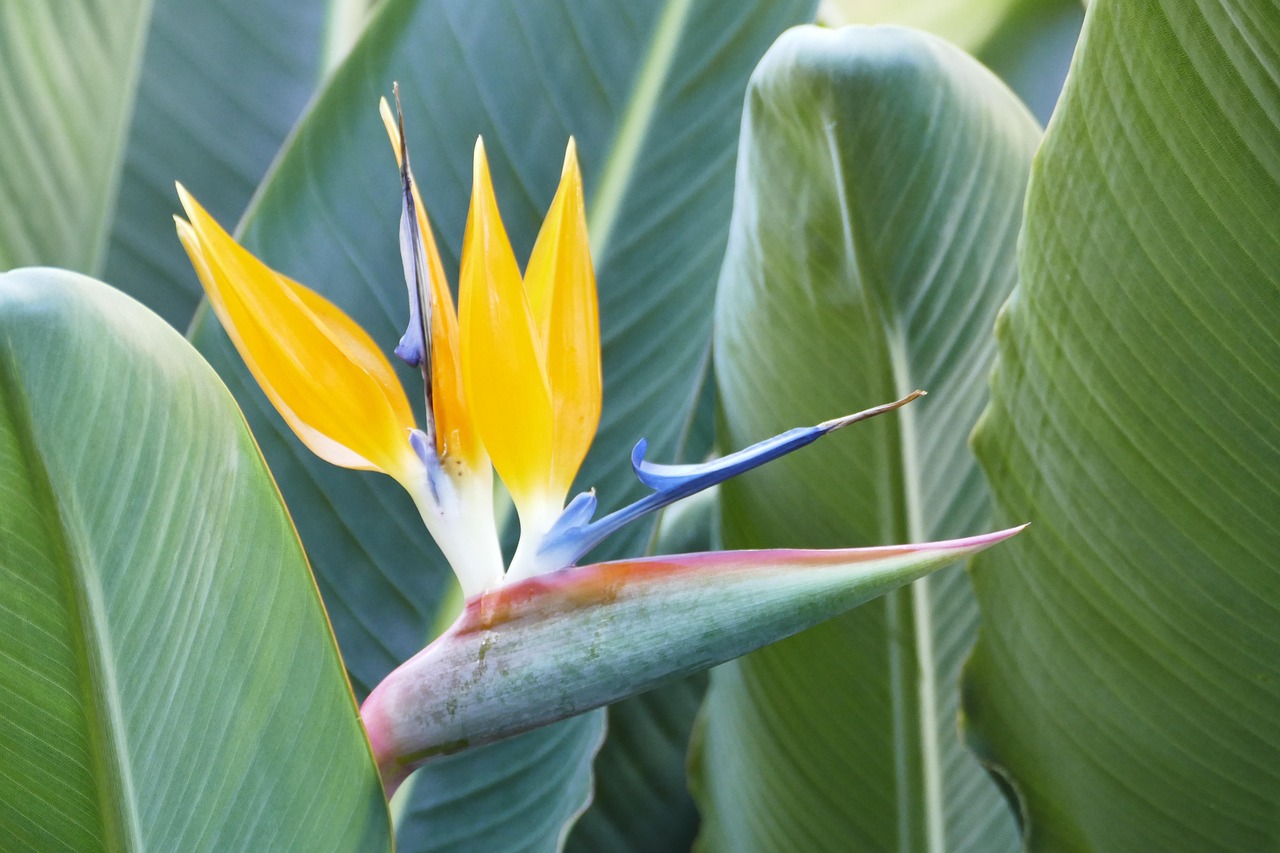 해외 희귀 식물 – 스트렐리치아 니콜라이