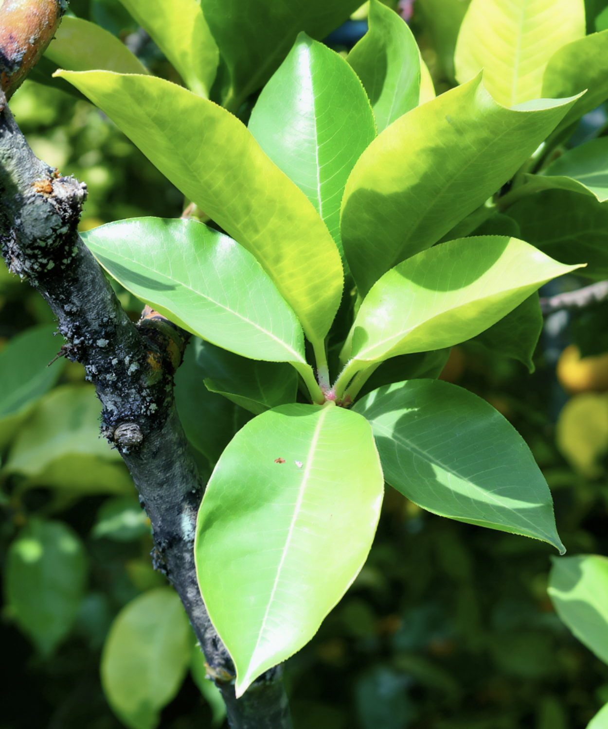 행운의 상징, '세 장의 잎'