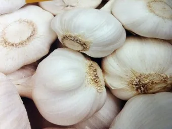 쪽마늘 재배 파종 깊이 흑비닐 피복 월동 준비_4