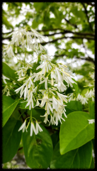 이팝&middot;조팝나무: 봄마다 느껴보는 이팝&middot;조팝나무 궁금증