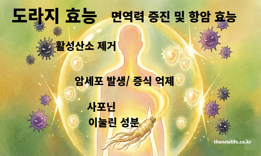도라지 효능이 면역력 증진과 항암 작용을 돕는 건강 이미지