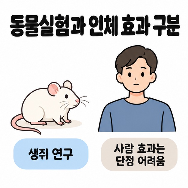 생쥐와 성인 남성의 삽화를 나란히 놓고 생쥐 연구와 사람 효과는 단정 어려움이라는 문구로 동물실험과 인체 효과를 구분한 그림