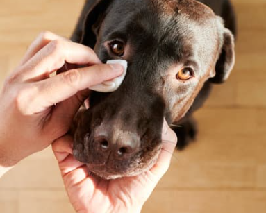 강아지 눈 주변 냄새&amp;#44; 왜 날까? 눈 영양제로 해결 방법까지