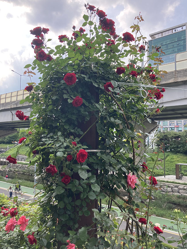 중랑 서울 장미 축제 - 5월 21일 현재 개화 상태