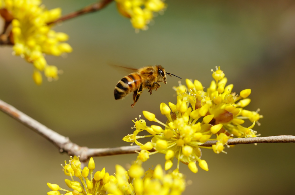 산수유 꽃과 벌