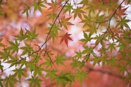 서울단풍명소 추천