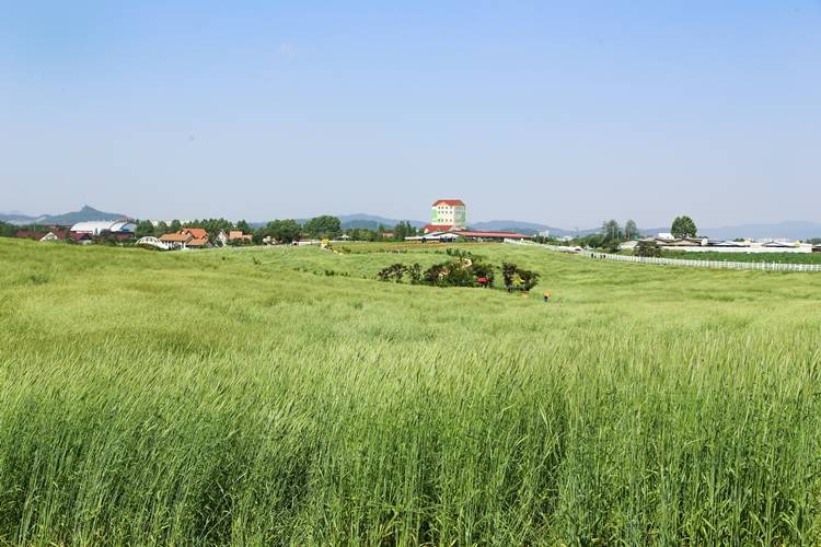 안성팜랜드 코스모스 꽃구경