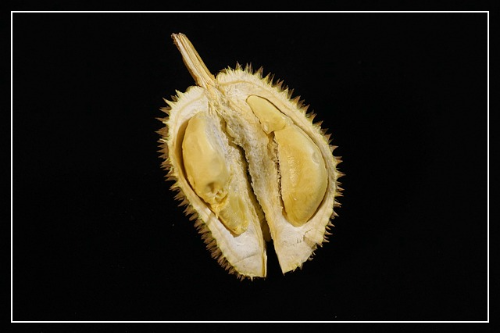 두리안 칼로리2