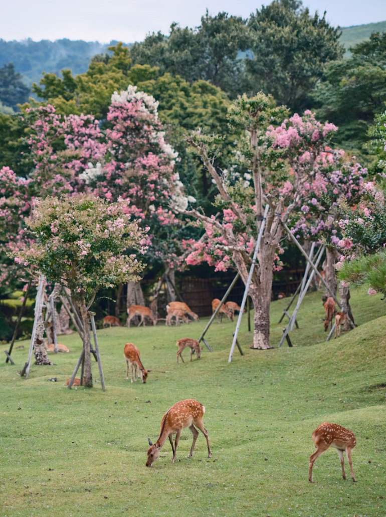 나라공원 사슴체험