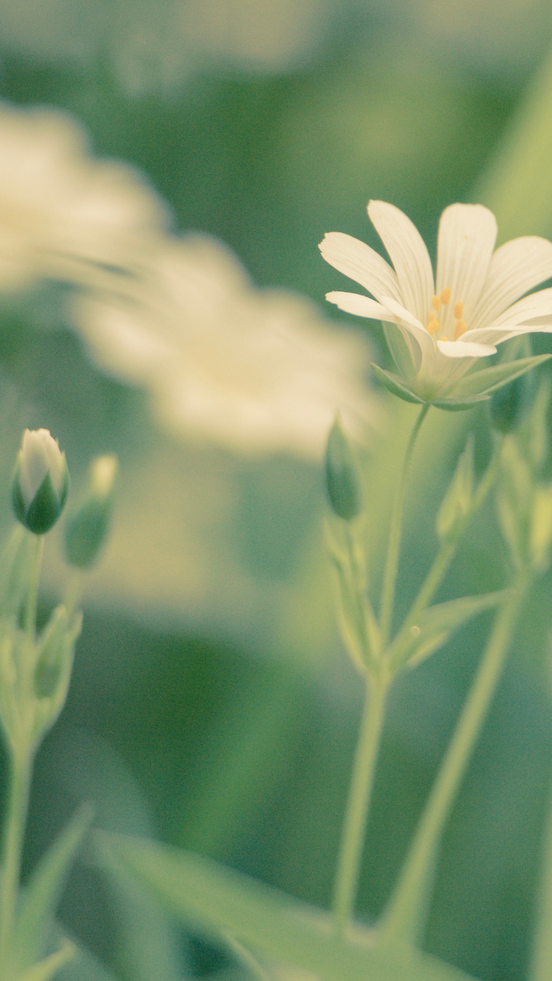 꽃 배경화면 사진 고화질 이미지 스마트폰