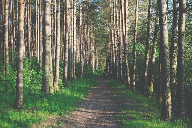 숲길