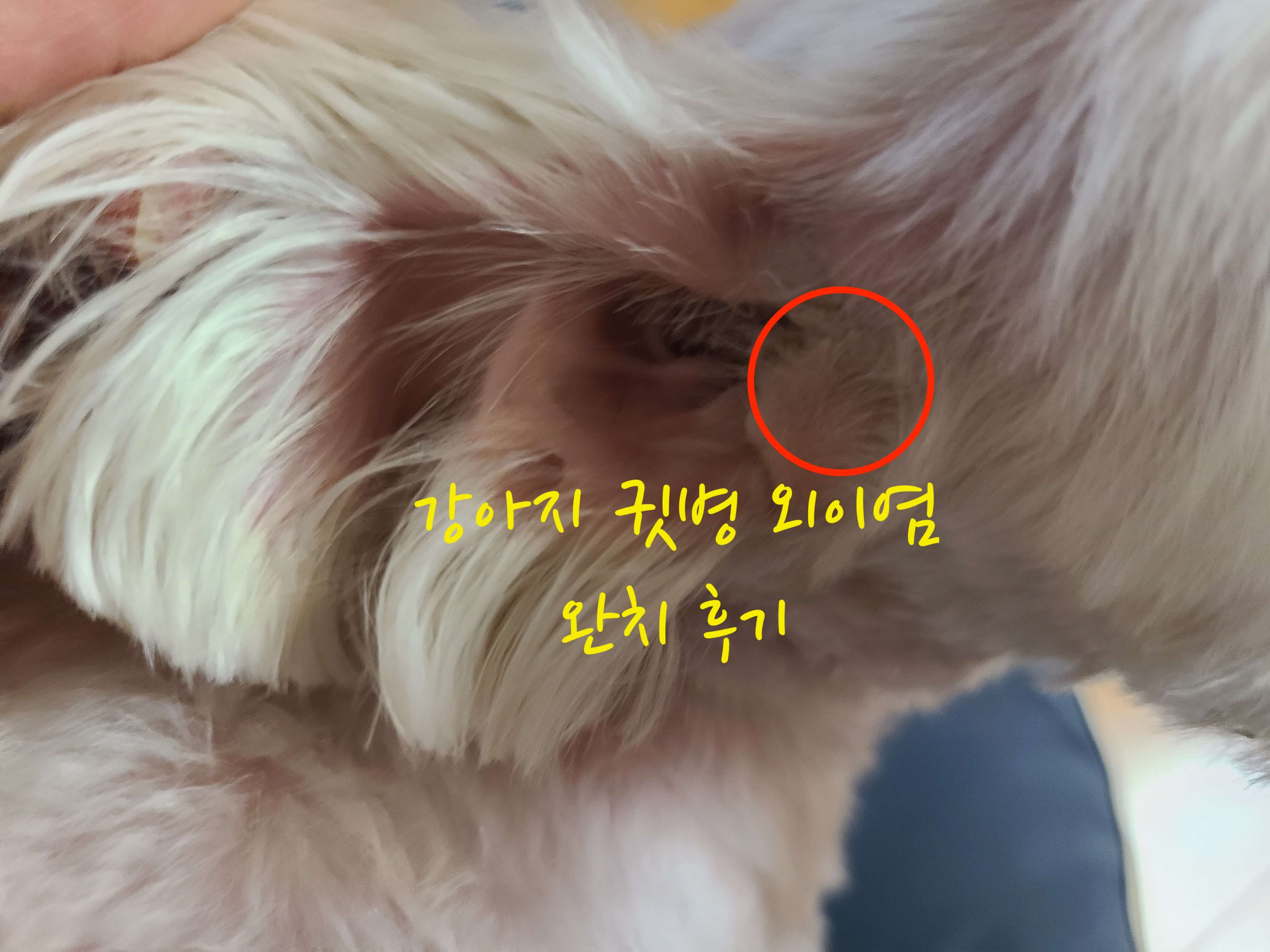 강아지 귓병