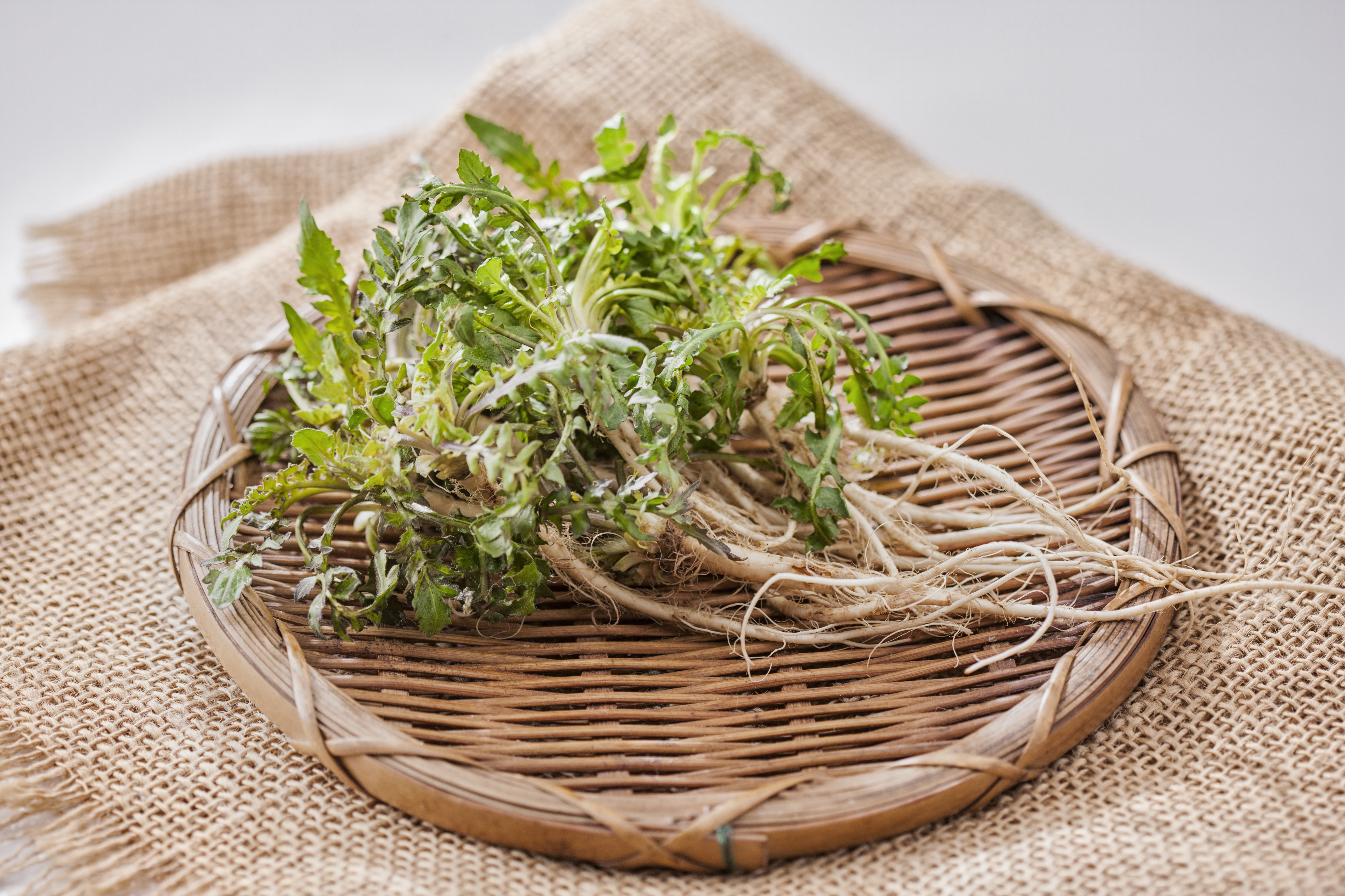 냉이 관련 사진