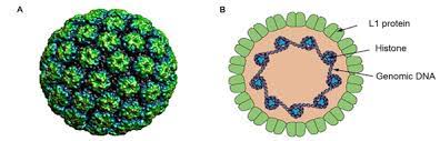 인유두종바이러스 구조