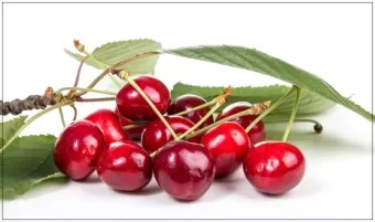 nv_체리 효능_6