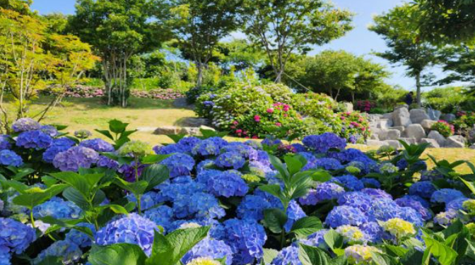 2024 신안 도초도 수국축제 입장료 할인 가는 길 배편