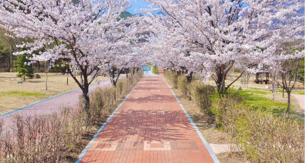 국립산림치유원 봄