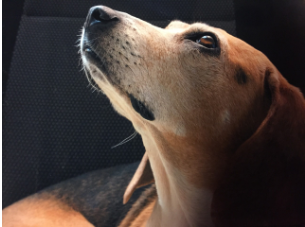 2025년부터 동물 혈액 부가가치세 면제