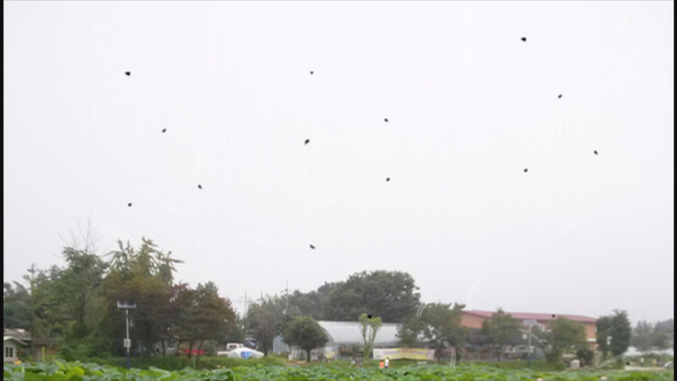 눈에 날파리 현상-비문증