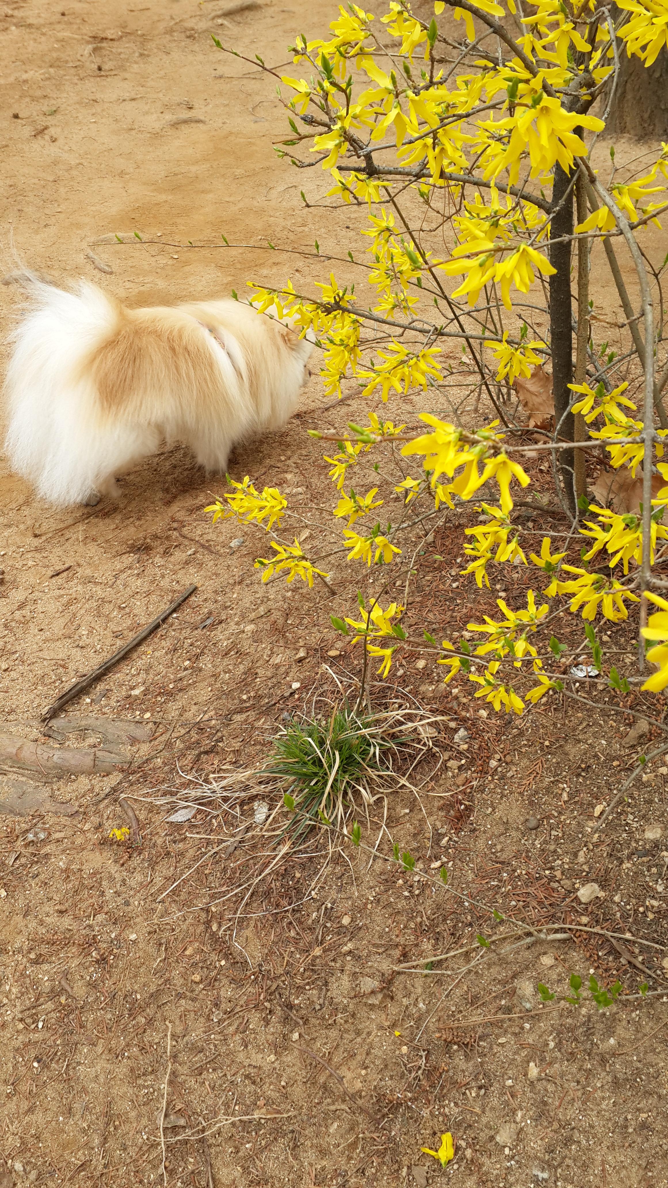 강아지가 싫어하는 행동 : 싫어하는 행동 23가지