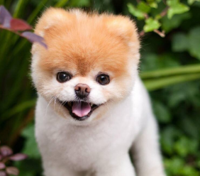 강아지 나오는 꿈 물리는 꿈