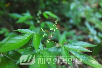 구더기 생기는 이유 방지 방법 정리_3