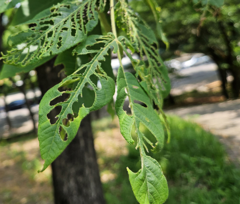 호두나무잎벌레4