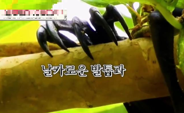  황금볏과일박쥐 발톱 모습 