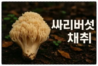 싸리버섯 채취시기종류 정보를 정리_28