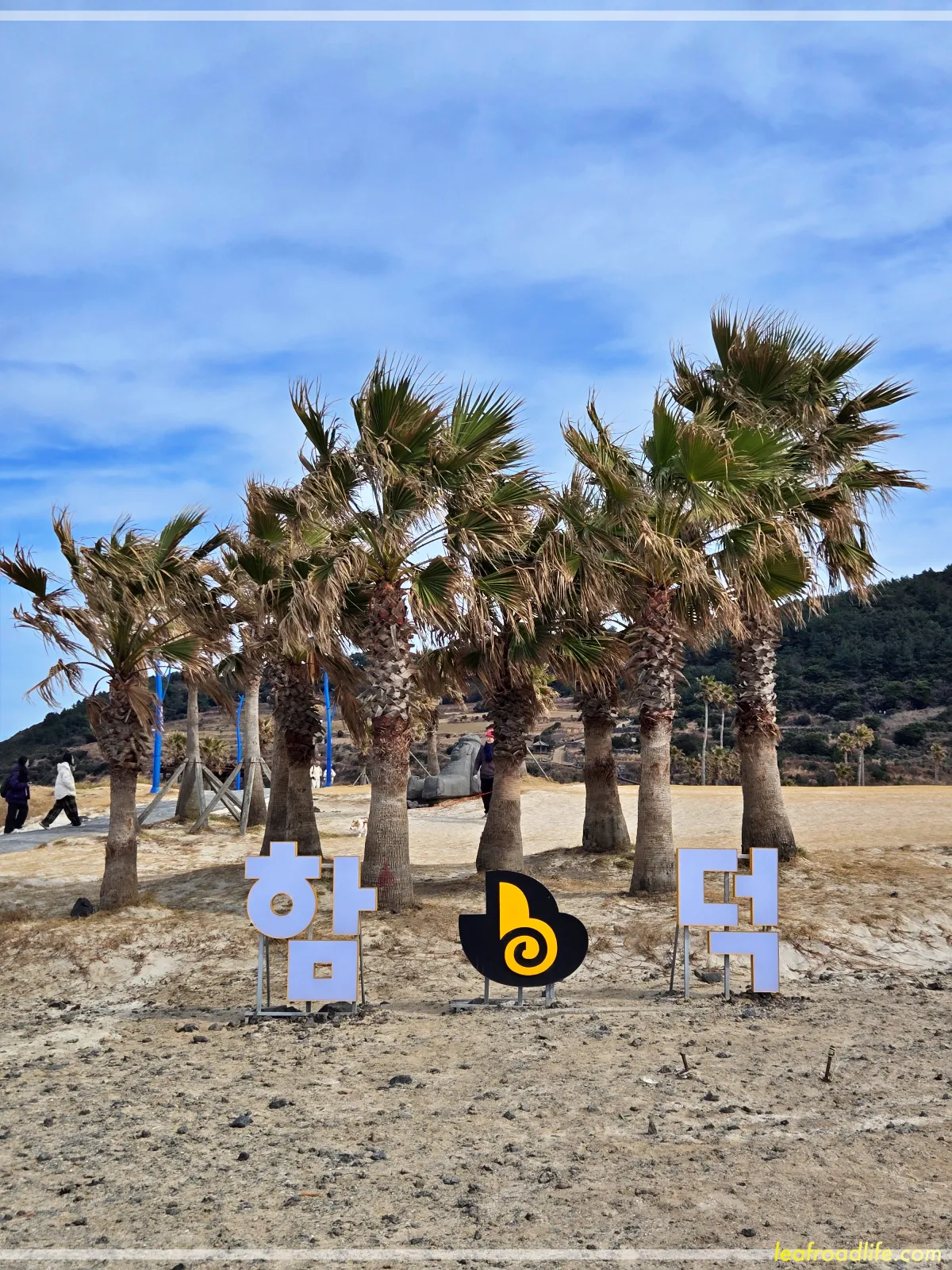 제주-함덕-해수욕장-글씨와-나무