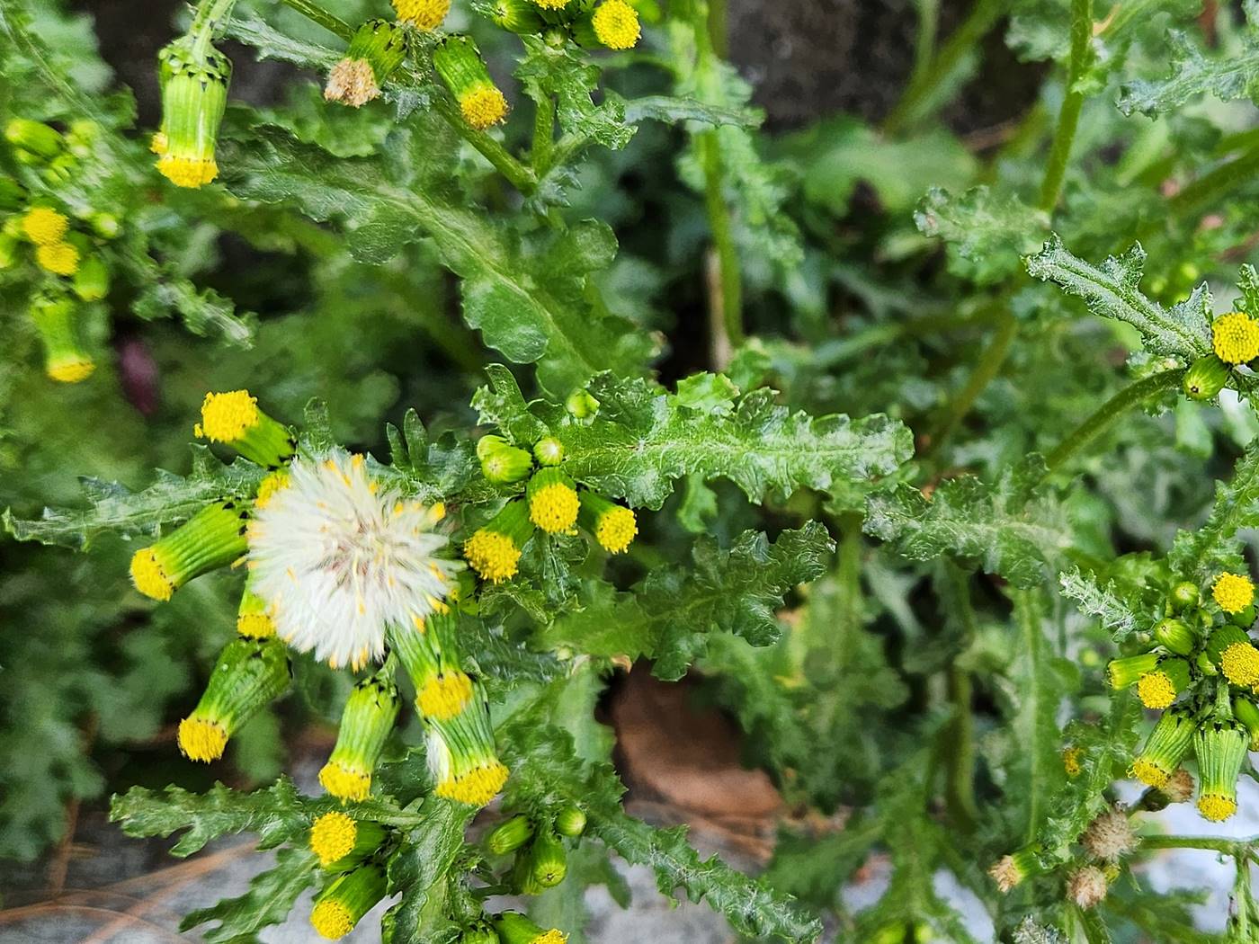 개쑥갓(들쑥갓)
