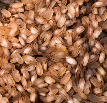 뼈 건강에 좋은 음식 10