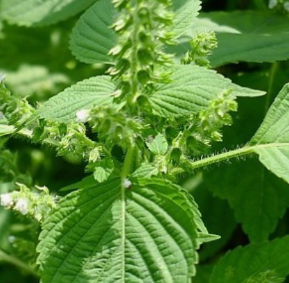 들깨 심는시기(파종시기, 심기방법, 재배방법, 수확하기) 깻잎키우기 총정리!