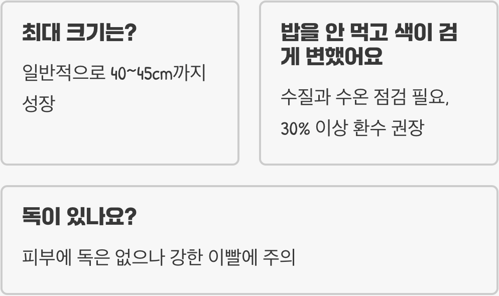 파하카복어 키우기 A to Z (어항, 먹이, 수질 관리)