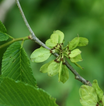 난티나무 열매1