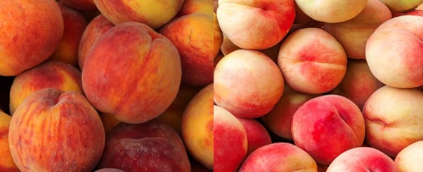 황도 vs 백도 차이점, 복숭아 효능 및 부작용, 보관방법, 칼로리