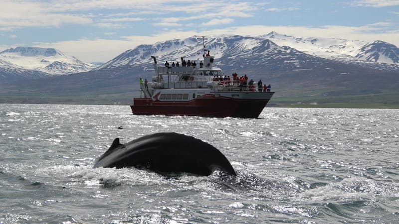 아쿠레이리 고래 와칭 체험 아이슬란드 절약여행