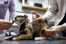 동물병원 진료비