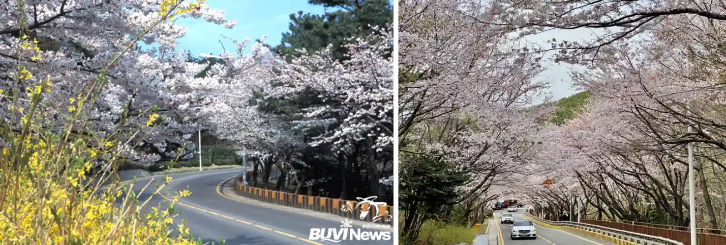 달맞이길 벚꽃 도로 사진