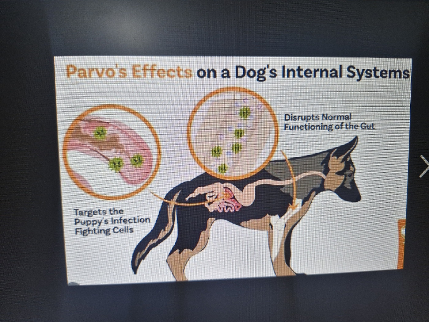 강아지 보험 가입 가능한 질병종류는?