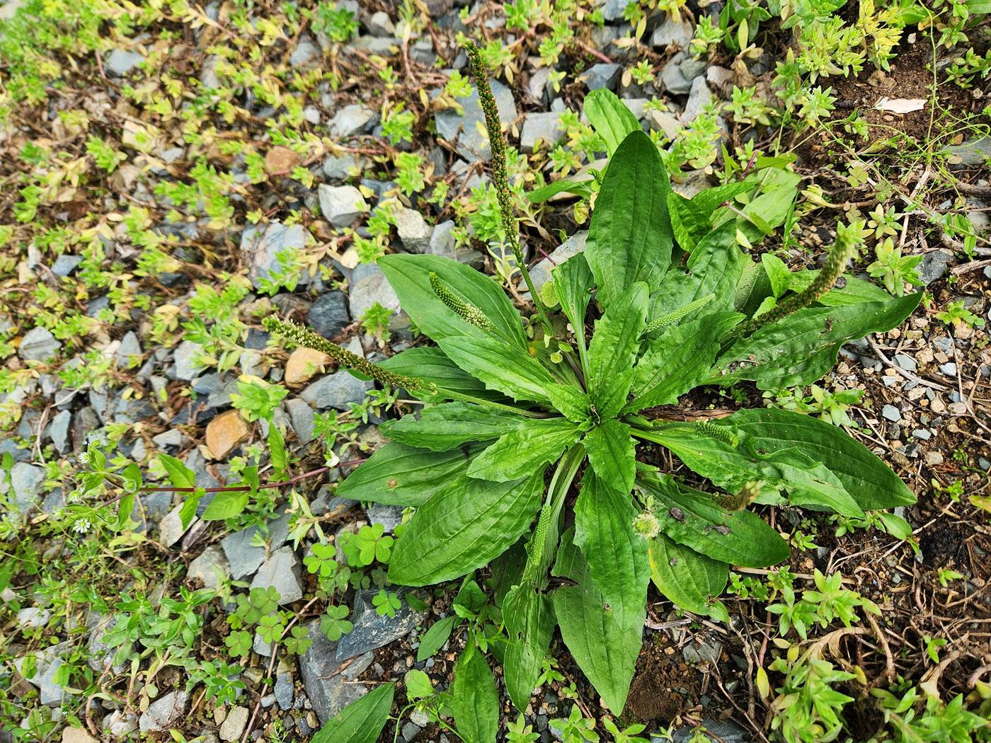 질경이 Asian plantain