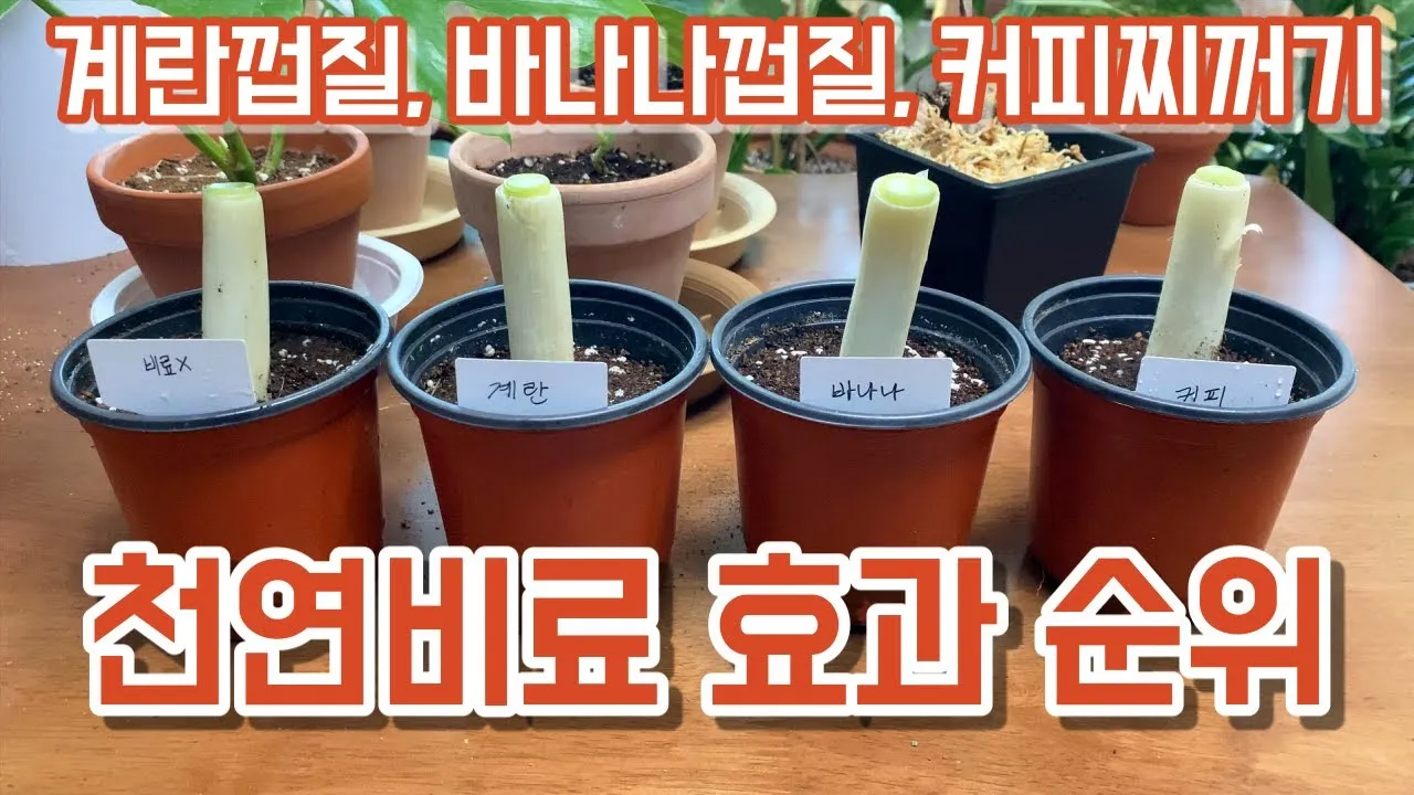 바나나 껍질 비료 활용 희석사용시기 냄새방지 천연영양 가이드_7