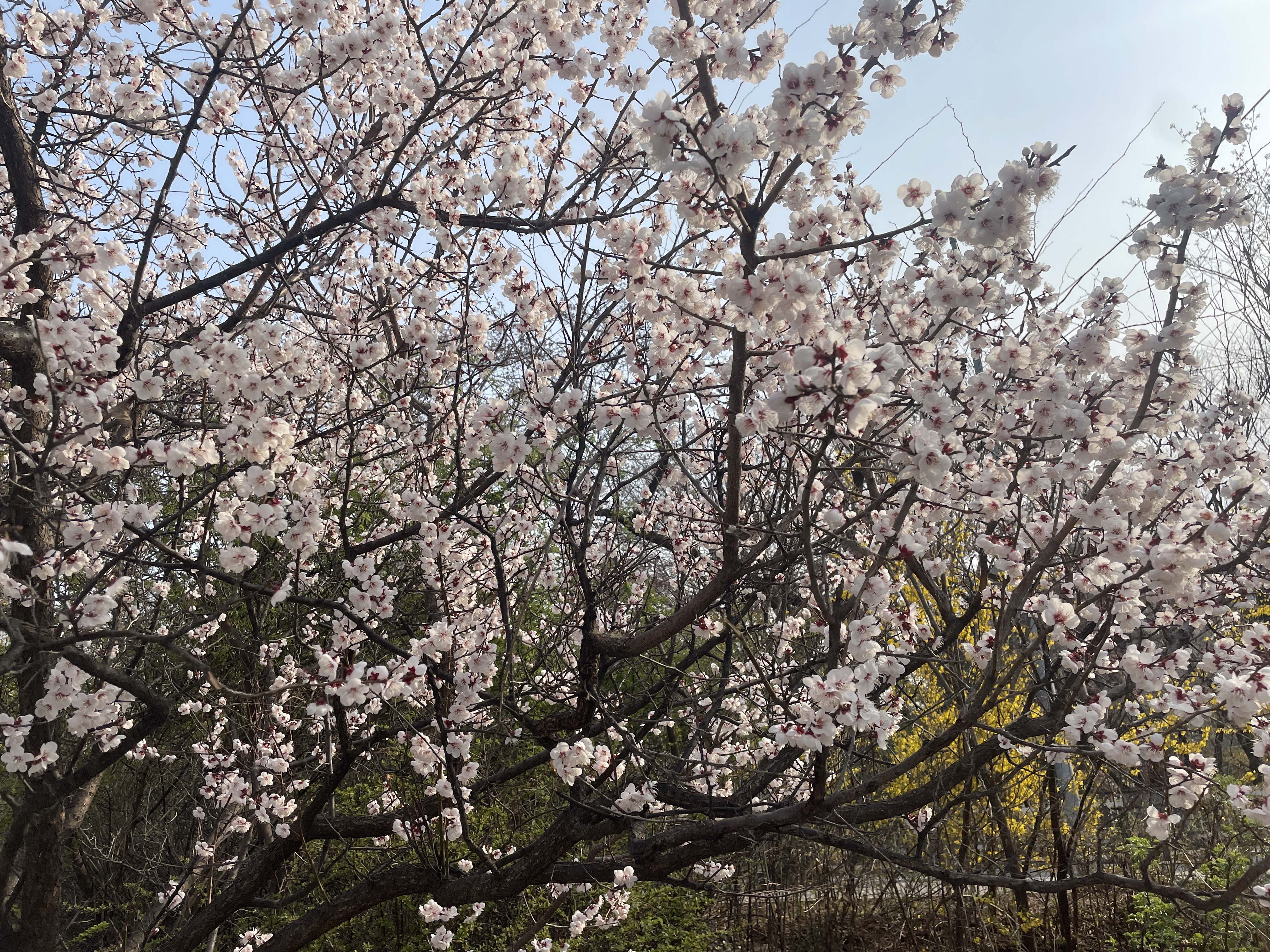 여의도 벚꽃 축제 일정