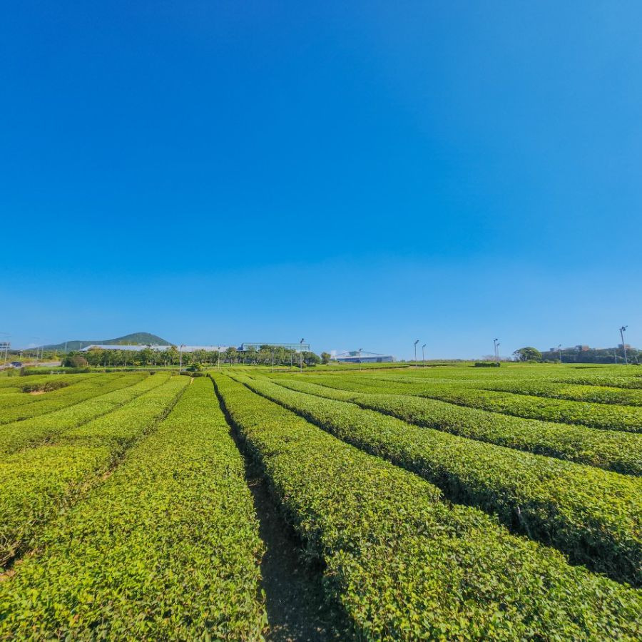 오설록 티 뮤지엄