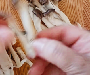 느타리