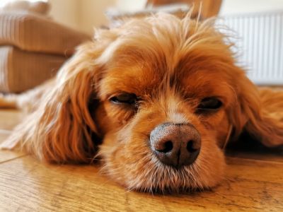 강아지가 핥는 이유