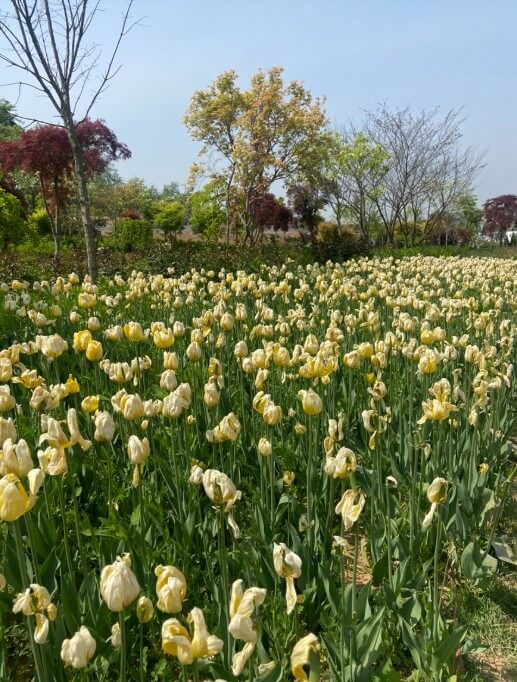 2025 피나클랜드 불꽃축제, 피나클랜드 여름정원 불꽃축제!!! 여름꽃과 빛이 어우러진 낭만의 밤