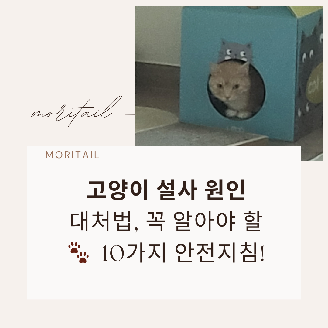 고양이 설사 원인