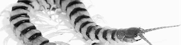 지네 퇴치법: 불쾌한 해충