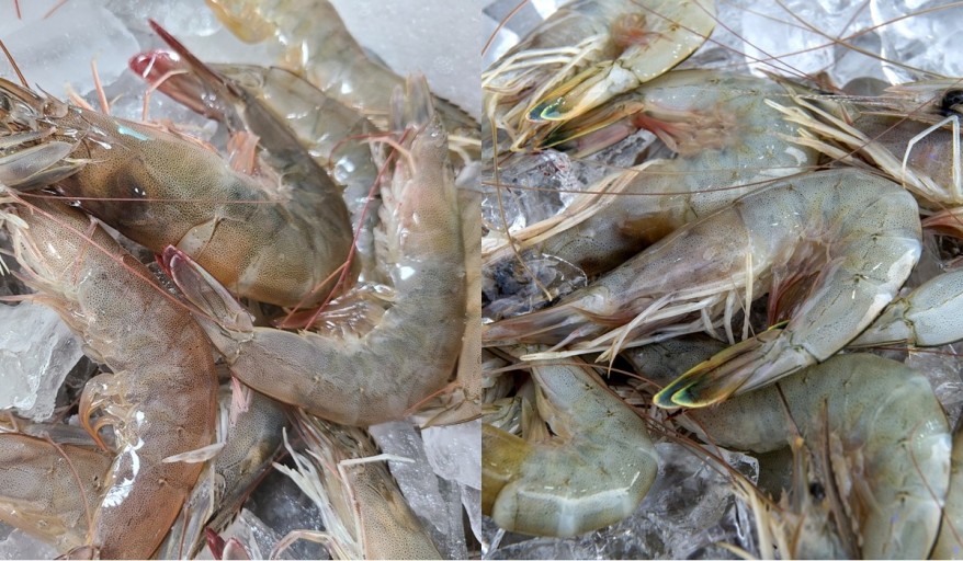 6시내고향 충남 홍성 산지직송 당일조업 왕새우 살아이는 활새우 대하 파는 곳 전국 택배 아싸수산 온라인 전화 주문 추천